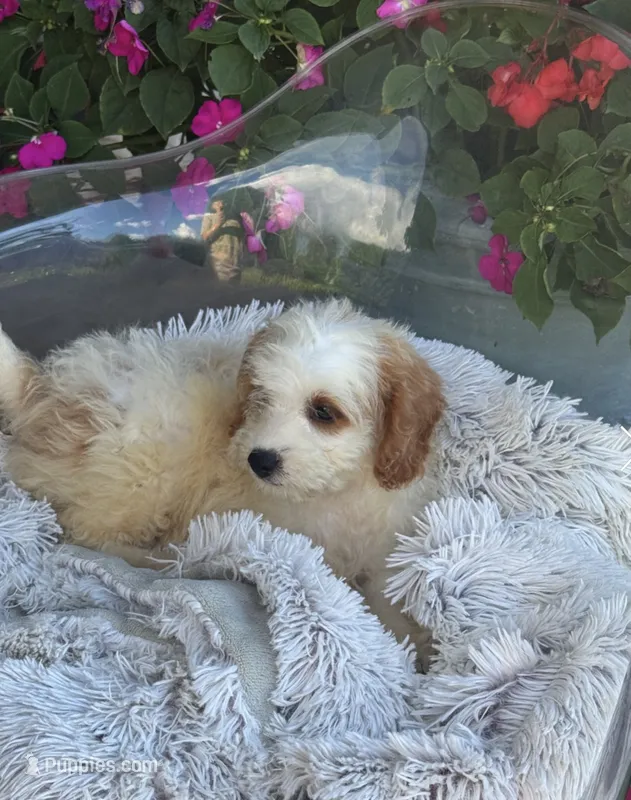 Bailey – Miniature Bernedoodle puppy for sale in Bowling Green, KY