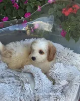 Bailey, a female Miniature Bernedoodle for sale in Bowling Green, KY – 1 of 6