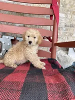 Max, a male Miniature Labradoodle for sale in Bowling Green, KY – Photo 4 of 6