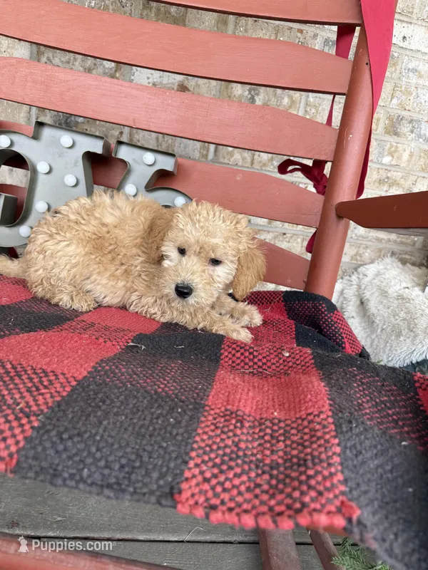 Max – Miniature Labradoodle puppy for sale in Bowling Green, KY