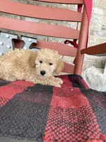 Max, a male Miniature Labradoodle for sale in Bowling Green, KY – Photo 3 of 6