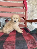 Max, a male Miniature Labradoodle for sale in Bowling Green, KY – Photo 6 of 6