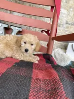 Max, a male Miniature Labradoodle for sale in Bowling Green, KY – Photo 5 of 6