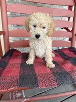 Max, a male Miniature Labradoodle for sale in Bowling Green, KY – Photo 2 of 6