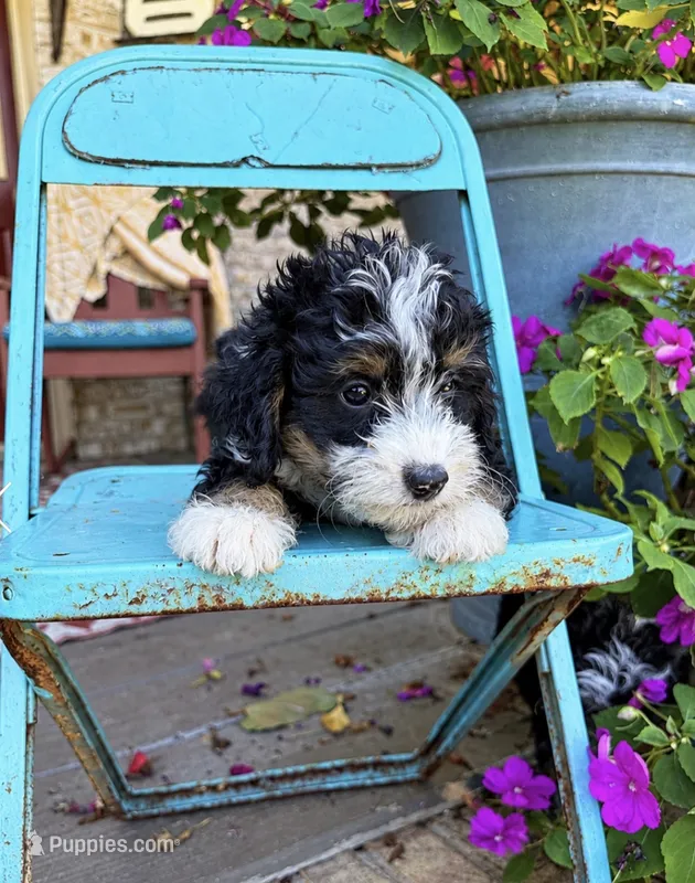 Dexter – Miniature Bernedoodle puppy for sale in Bowling Green, KY