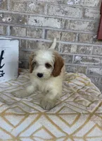 Bailey, a female Miniature Bernedoodle for sale in Bowling Green, KY – 3 of 6