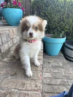 Bailey, a female Pomsky for sale in Bowling Green, KY – 3 of 6
