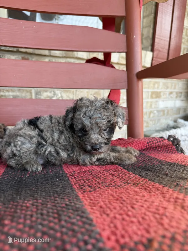 Otis – Miniature Aussiedoodle puppy for sale in Bowling Green, KY