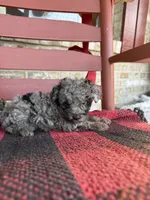 Otis, a male Miniature Aussiedoodle for sale in Bowling Green, KY – 1 of 5