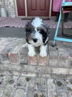 Dash , a male Miniature Bernedoodle for sale in Bowling Green, KY – 5 of 7