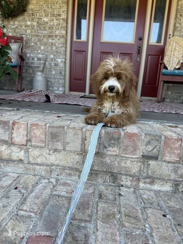 Beaver – Miniature Bernedoodle puppy for sale in Bowling Green, KY