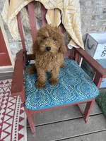 Terri, a female Miniature Labradoodle for sale in Bowling Green, KY – 4 of 7