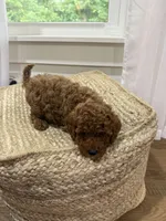 Snickers, a male Cavapoo for sale in Bowling Green, KY – 3 of 6