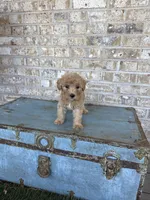 Betsy, a female Miniature Labradoodle for sale in Bowling Green, KY – 5 of 9