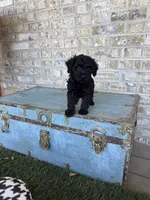 Bonnie, a female Miniature Labradoodle for sale in Bowling Green, KY – 7 of 10