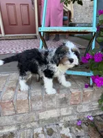 Dash , a male Miniature Bernedoodle for sale in Bowling Green, KY – 6 of 7