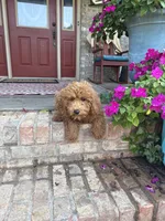 Terri, a female Miniature Labradoodle for sale in Bowling Green, KY – 2 of 7