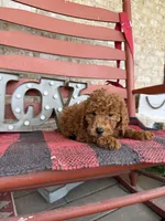 Marley, a female Miniature Labradoodle for sale in Bowling Green, KY – Photo 3 of 8