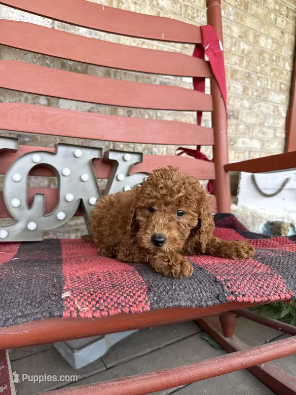 Marley – Miniature Labradoodle puppy for sale in Bowling Green, KY