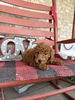 Marley, a female Miniature Labradoodle for sale in Bowling Green, KY – Photo 1 of 8