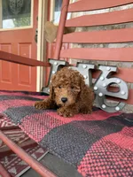 Marley, a female Miniature Labradoodle for sale in Bowling Green, KY – Photo 4 of 8