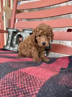 Marley, a female Miniature Labradoodle for sale in Bowling Green, KY – Photo 2 of 8