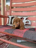 Marley, a female Miniature Labradoodle for sale in Bowling Green, KY – Photo 5 of 8