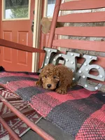 Marley, a female Miniature Labradoodle for sale in Bowling Green, KY – Photo 8 of 8