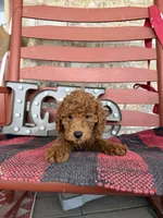 Marley, a female Miniature Labradoodle for sale in Bowling Green, KY – Photo 6 of 8