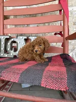 Marley, a female Miniature Labradoodle for sale in Bowling Green, KY – Photo 7 of 8