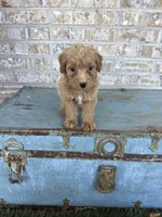 Birdie , a female Miniature Labradoodle for sale in Bowling Green, KY – 2 of 7