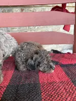 Moose, a male Miniature Aussiedoodle for sale in Bowling Green, KY – 6 of 6