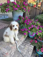 Brook, a female Miniature Bernedoodle for sale in Bowling Green, KY – 3 of 7