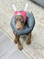 Knox Cairo, a male Doberman Pinscher for sale in Haw River, NC – 4 of 6