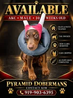 Knox Cairo, a male Doberman Pinscher for sale in Haw River, NC – 1 of 6
