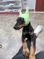 Shania, a female Doberman Pinscher for sale in Haw River, NC – 8 of 10