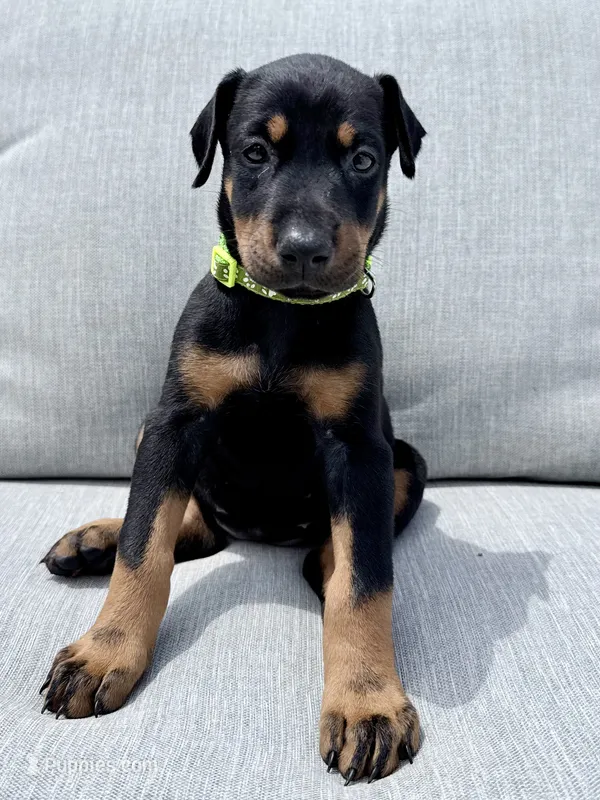 Light Green Collar  – Doberman Pinscher puppy for sale in Haw River, NC
