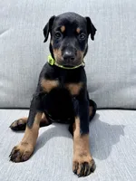 Light Green Collar , a female Doberman Pinscher for sale in Haw River, NC – 1 of 1