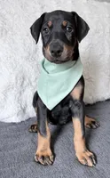 Green Collar , a female Doberman Pinscher for sale in Haw River, NC – 2 of 4