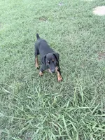 Shania, a female Doberman Pinscher for sale in Haw River, NC – 4 of 6