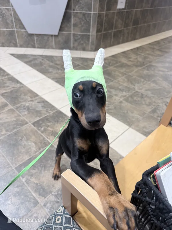 Shania – Doberman Pinscher puppy for sale in Haw River, NC