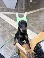 Shania, a female Doberman Pinscher for sale in Haw River, NC – 3 of 10