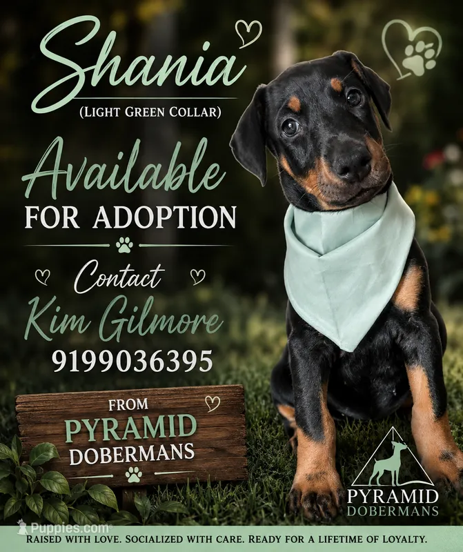 Green Collar  – Doberman Pinscher puppy for sale in Haw River, NC