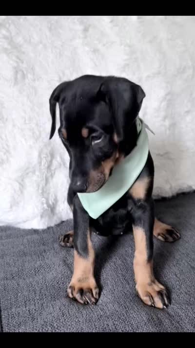 Green Collar , a female Doberman Pinscher for sale in Haw River, NC – 3 of 4