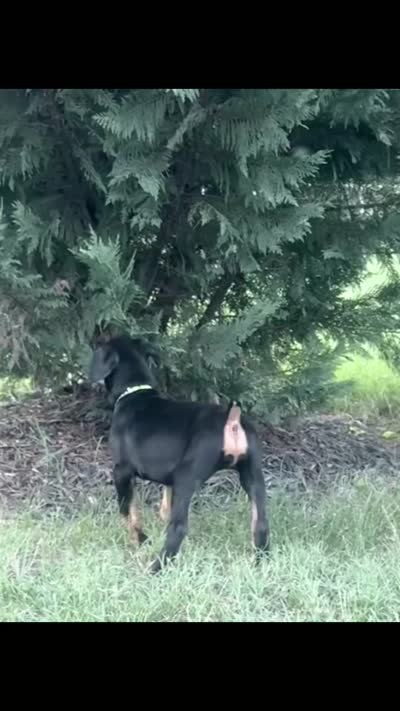 Shania, a female Doberman Pinscher for sale in Haw River, NC – 6 of 6