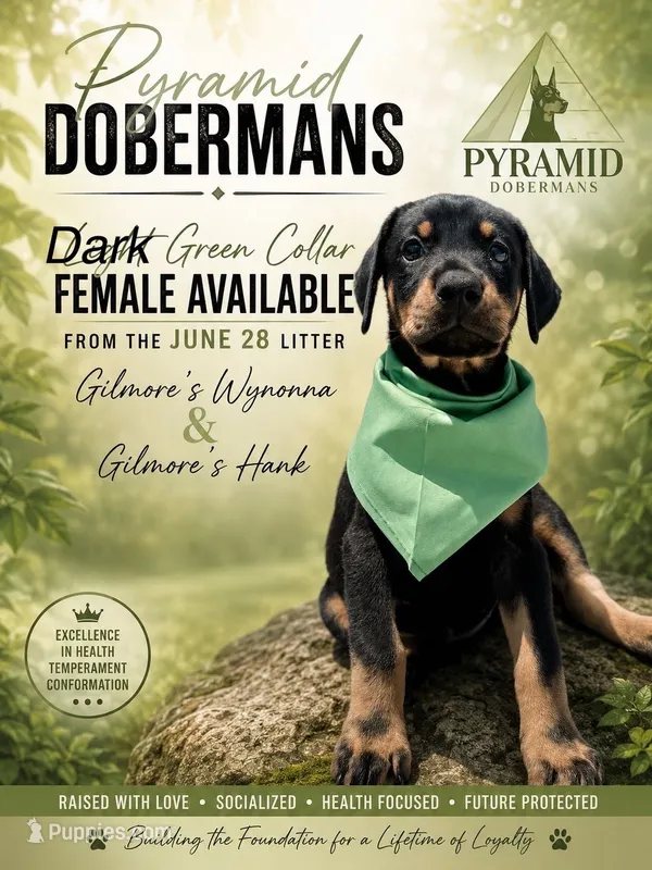 Dark Green Collar – Doberman Pinscher puppy for sale in Haw River, NC