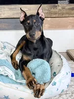 Shania, a female Doberman Pinscher for sale in Haw River, NC – 2 of 10