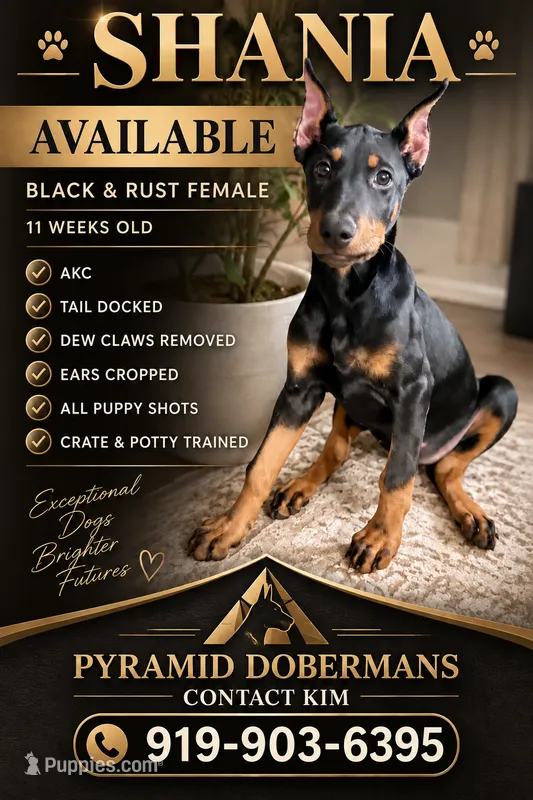 Shania – Doberman Pinscher puppy for sale in Haw River, NC