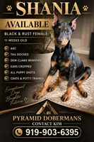 Shania, a female Doberman Pinscher for sale in Haw River, NC – 1 of 10