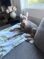 Knox Cairo, a male Doberman Pinscher for sale in Haw River, NC – 6 of 6